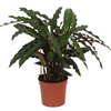Calathea Elgergrass