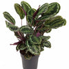 Calathea Medallion