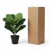 Kunst Ficus Lyrata