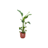 Strelitzia Nicolai Incl. Pot
